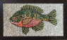[Lori Brandt Anderson Bluegill image]
